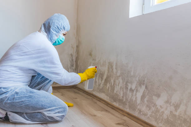 Licensed Black Mold Remediation service in Paris, KY - 24 Hour Mold Removal