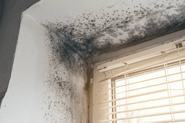 Affordable Black Mold Remediation solutions in Paris, KY