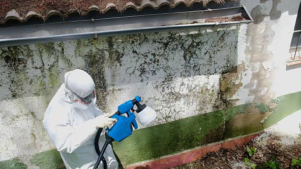 Top rated local Black Mold Remediation specialists in Paris, KY